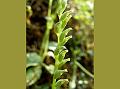 West-Indian Habenaria